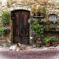 Buy canvas prints of San Gimignano Dog by Robert Murray