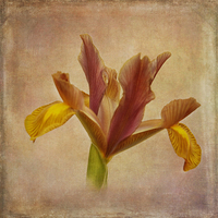 Buy canvas prints of  Iris hollandica by Robert Murray
