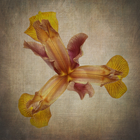Buy canvas prints of  Iris hollandica 2 by Robert Murray