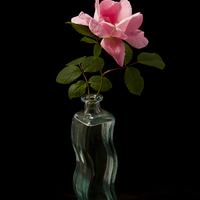 Buy canvas prints of  Rose in Bottle by Robert Murray