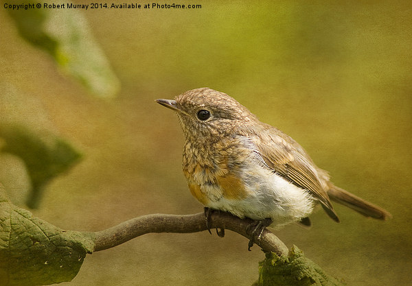  Young robin Picture Board by Robert Murray