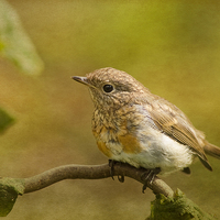 Buy canvas prints of  Young robin by Robert Murray