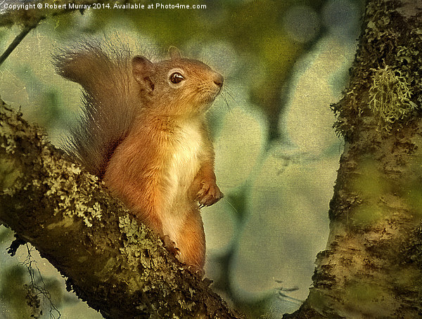  Red Squirrel Picture Board by Robert Murray