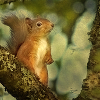 Buy canvas prints of  Red Squirrel by Robert Murray