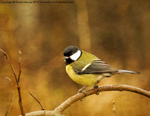  Great Tit Picture Board by Robert Murray