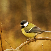 Buy canvas prints of  Great Tit by Robert Murray