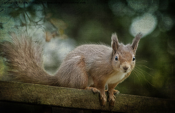  Red Squirrel 2 Picture Board by Robert Murray