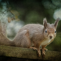 Buy canvas prints of  Red Squirrel 2 by Robert Murray