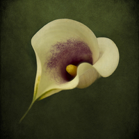 Buy canvas prints of  Calla Lily by Robert Murray