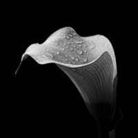 Buy canvas prints of  Calla in Black and White by Robert Murray