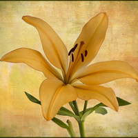 Buy canvas prints of  Lily by Robert Murray