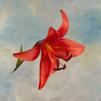 Buy canvas prints of  Lily in the Sky by Robert Murray
