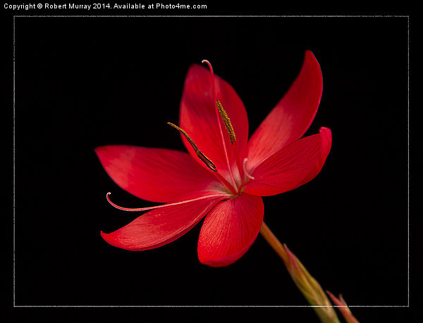  Red Kaffir Lily Picture Board by Robert Murray