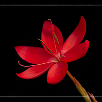 Buy canvas prints of  Red Kaffir Lily by Robert Murray