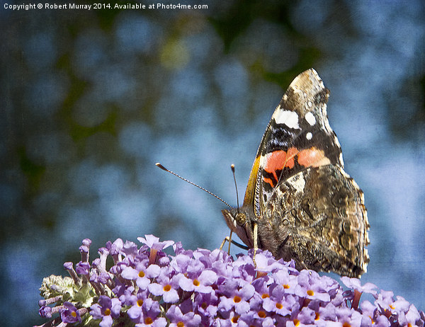  Red Admiral Picture Board by Robert Murray
