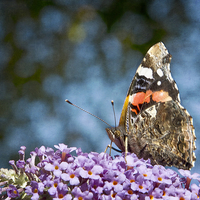 Buy canvas prints of  Red Admiral by Robert Murray