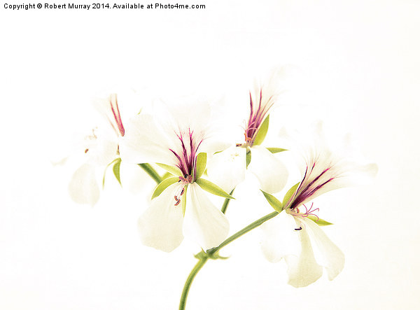  White pelargonium Picture Board by Robert Murray