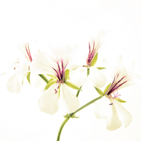 Buy canvas prints of  White pelargonium by Robert Murray
