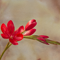 Buy canvas prints of  Kaffir Lily 3 by Robert Murray