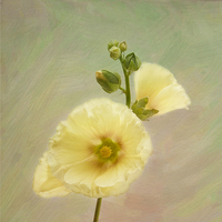 Buy canvas prints of Yellow Hollyhock by Robert Murray