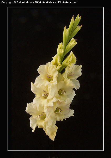  Gladiolus - the Sword Lily Picture Board by Robert Murray