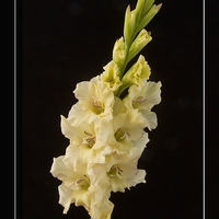 Buy canvas prints of  Gladiolus - the Sword Lily by Robert Murray
