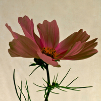 Buy canvas prints of  Red Cosmos by Robert Murray