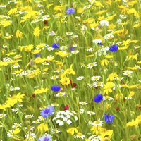Buy canvas prints of  Wild Flower Meadow by Robert Murray