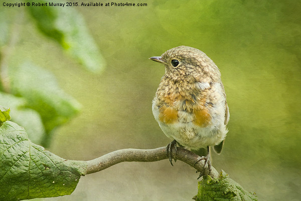  Young Robin 2 Picture Board by Robert Murray