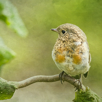 Buy canvas prints of  Young Robin 2 by Robert Murray