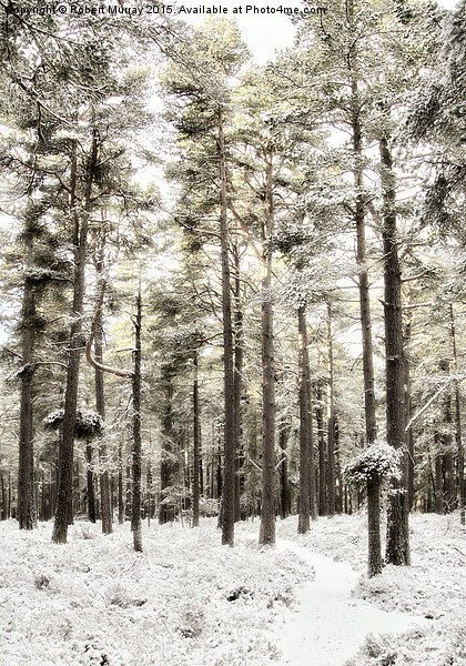  The Winter Forest Picture Board by Robert Murray