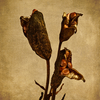 Buy canvas prints of  Old Master Seed Pods by Robert Murray