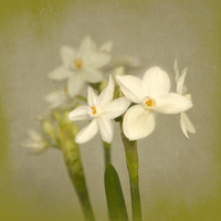 Buy canvas prints of  Paperwhites by Robert Murray