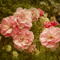 Buy canvas prints of  Roses by Robert Murray