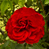Buy canvas prints of  Red Rose by Robert Murray