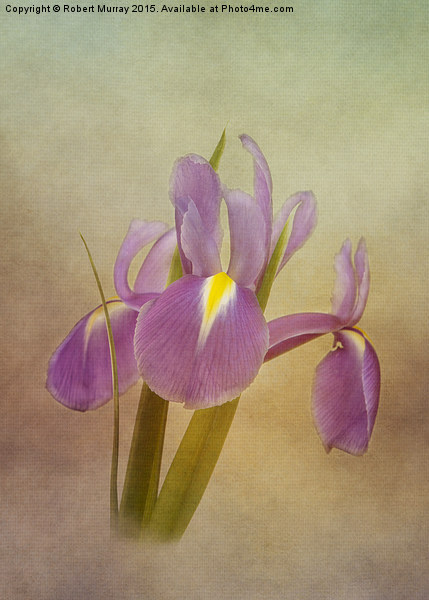 Dutch Iris Picture Board by Robert Murray
