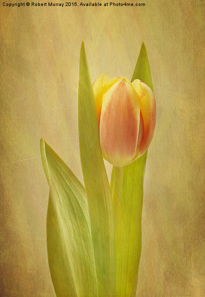 Tulip Sunrise Picture Board by Robert Murray