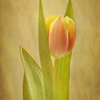 Buy canvas prints of  Tulip Sunrise by Robert Murray