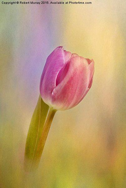  Tulip Flamboyant Picture Board by Robert Murray