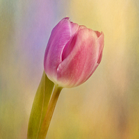Buy canvas prints of  Tulip Flamboyant by Robert Murray