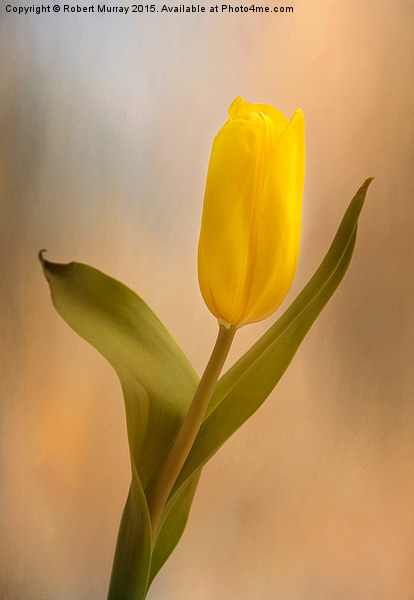  Tulip Golden Sunrise Picture Board by Robert Murray
