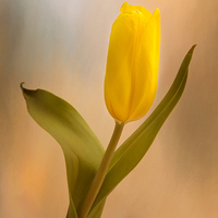 Buy canvas prints of  Tulip Golden Sunrise by Robert Murray