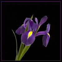 Buy canvas prints of  Purple Iris by Robert Murray