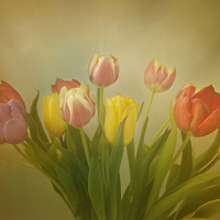 Buy canvas prints of  The Joy of Tulips by Robert Murray