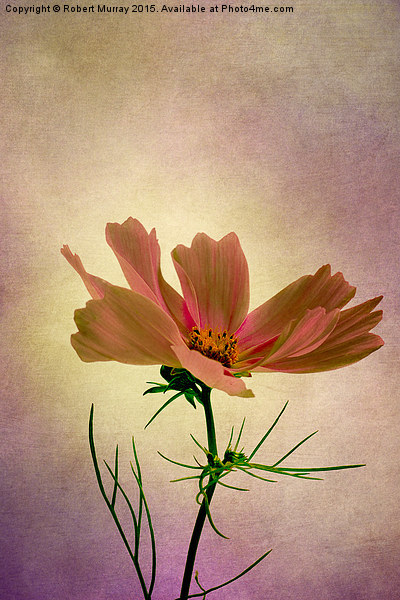  Cosmos - Flower of Love Picture Board by Robert Murray