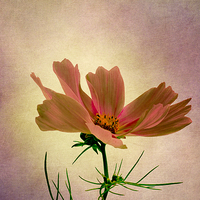 Buy canvas prints of  Cosmos - Flower of Love by Robert Murray
