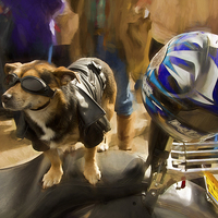 Buy canvas prints of  Biker Dog by Robert Murray