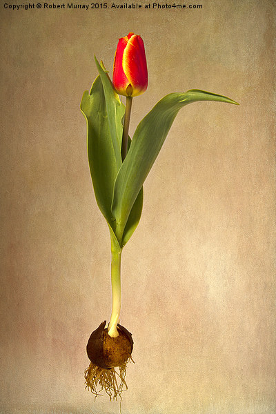  Botanical Tulip Picture Board by Robert Murray