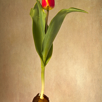 Buy canvas prints of  Botanical Tulip by Robert Murray