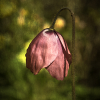 Buy canvas prints of  Meconopsis x cookei Old Rose by Robert Murray